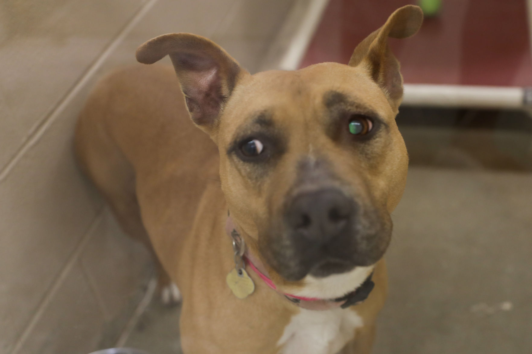 Lee County Humane Society pets for adoption